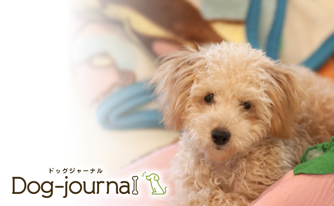 ペットショップの画像