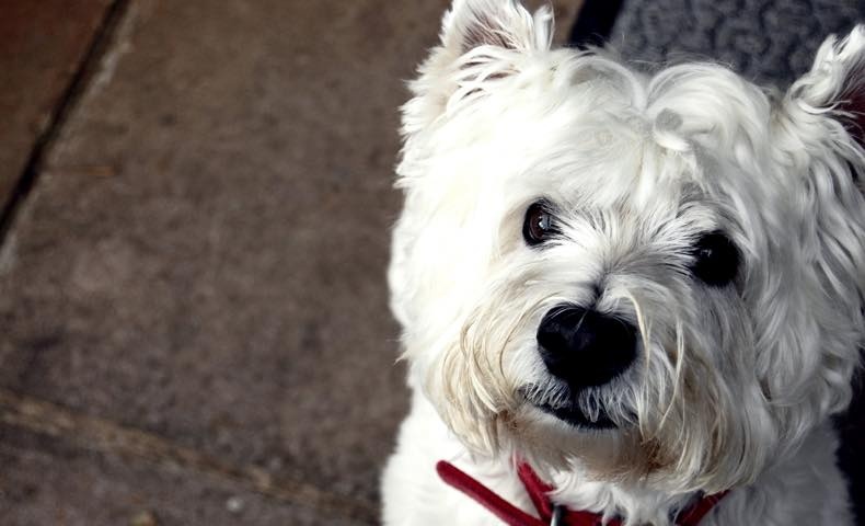 west-highland-white-terrier1