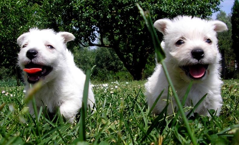 west-highland-white-terrier6