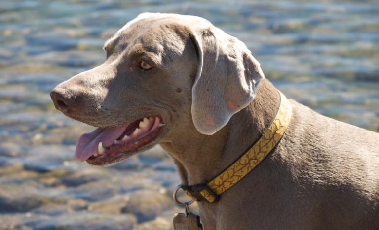 ワイマラナー：犬種の特徴と飼い方